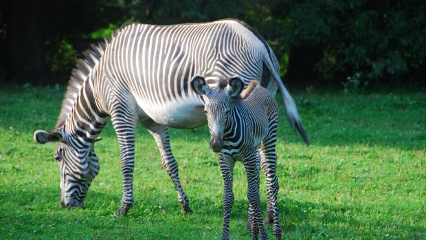 Zebra Grévyho
