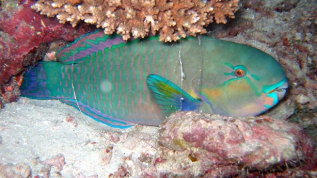 Ploskozubec tupohlavý (Chlorurus sordidus)
