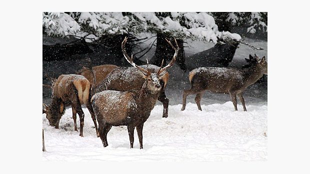 Jelení zvěř u pozorovací obůrky u Srní v NP Šumava