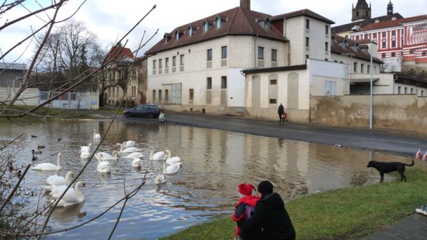 Obvyklé krmení labutí - na neobvyklém místě - Litoměřice