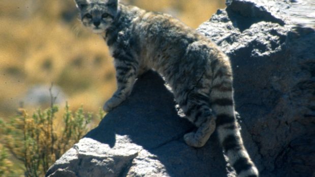 Jihoamerická kočka horská (Leopardus jacobita)