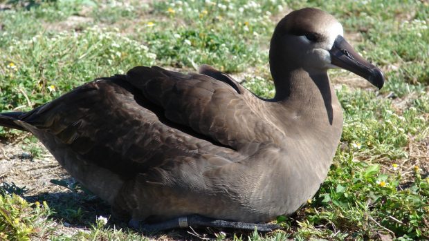 Albatros černonohý (Phoebastria nigripes)