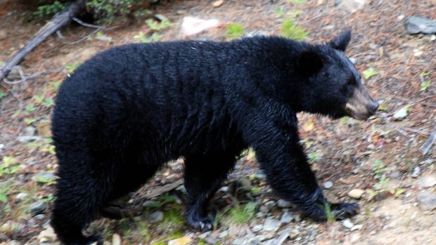 Medvěd černý  (Ursus americanus) neboli baribal