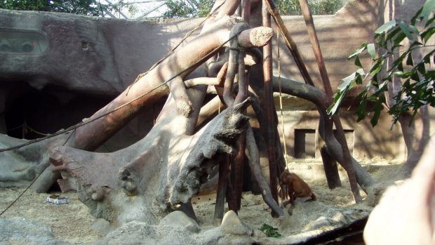 Pavilón Indonéská džungle obývají orangutani, varani komodští a další ohrožená zvířata