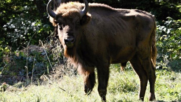 Zubři z pražské zoo jsou vypouštěni do volné přírody