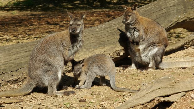 Klokany rudokrké uvidí návštěvníci zoo venku i v zimě