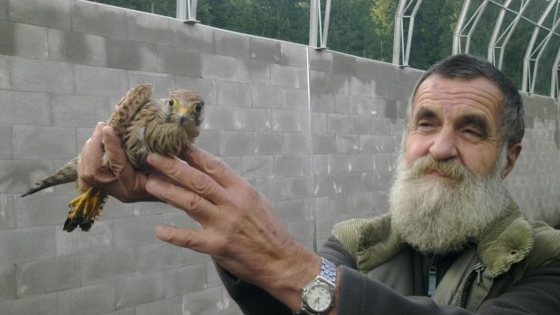 Poštolka si pod dohledem zoologa Ivana Lukeše vyzkoušela tzv. rozletovou voliéru