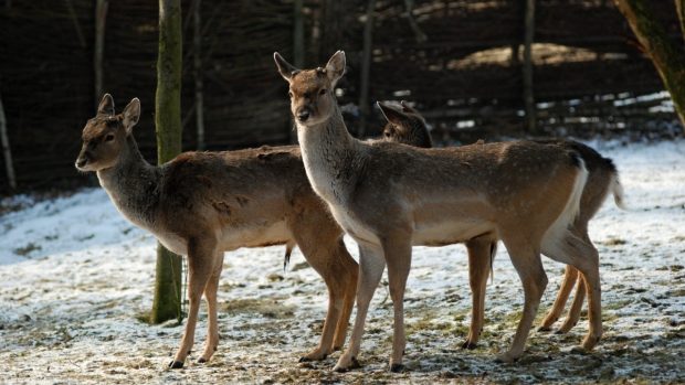 Mládenecká skupinka daňků mezopotámských v Zoo Ostrava