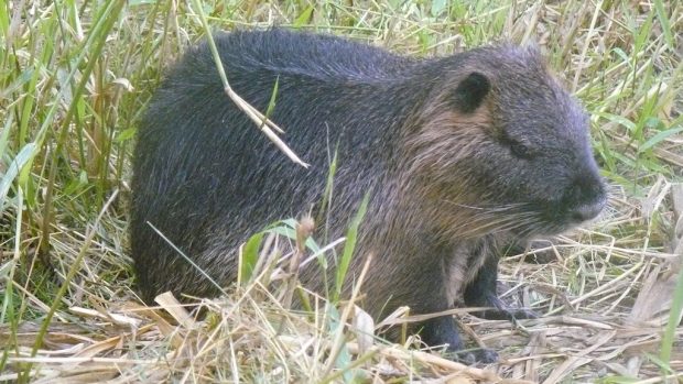 Na břehu tábora žije nutrie