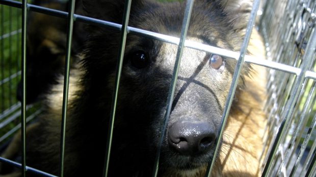 I přes muka, která psi ve Třech Studních zažívali, neztratili důvěru v člověka