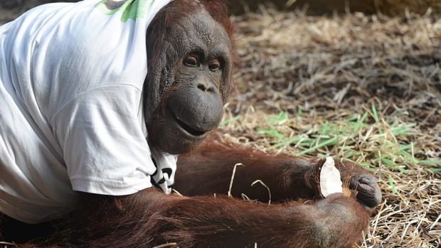 Žaneta - orangutani v ZOO Dvůr Králové nad Labem