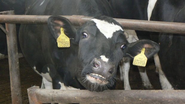 Krávy na zemědělské farmě v Líních na severním Plzeňsku