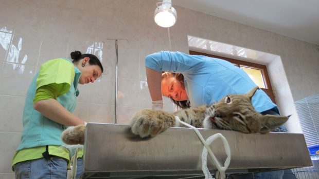 Veterinářky Šárka Janásková a Barbora Součková