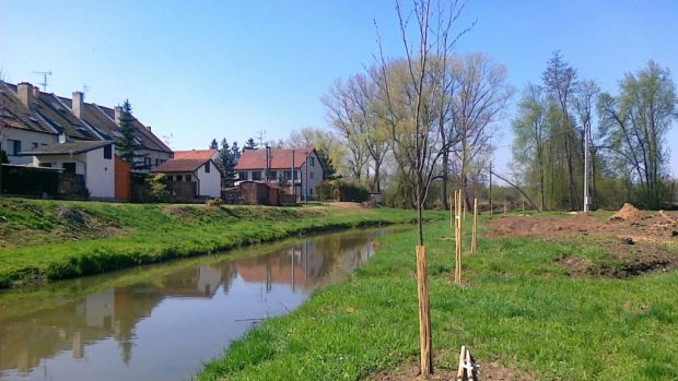 V Jaroměřicích sázeli stromy i do koryta řeky