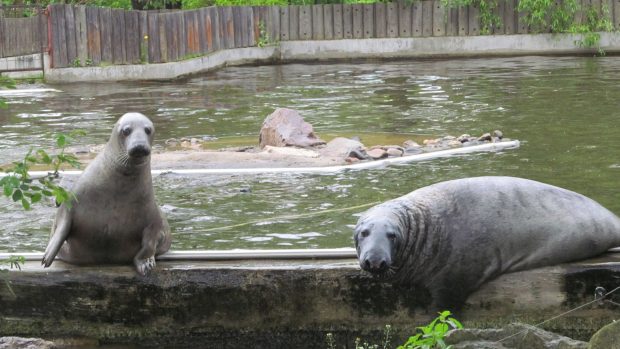 Podkrušnohorský zoopark - tuleni kuželozubí