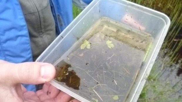 Další pulci, potápníci a komáří larvy