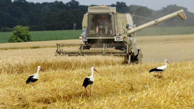 Sklizní ozimého ječmene začaly žně na jižní Moravě. Na snímku kombajny zemědělského družstva Bulhary