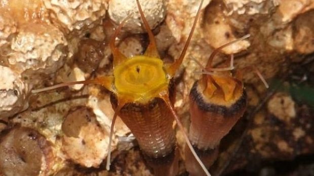Thismia hexagona, kterou na Borneu objevili olomoučtí vědci