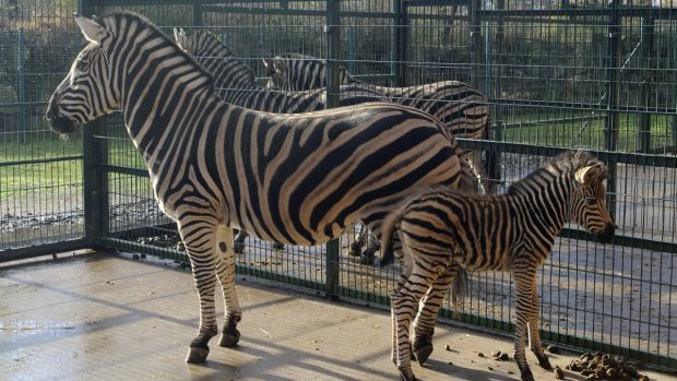 Zebra Chapmanova (Equus quagga chapmani) - mládě narozené 11.11.2013