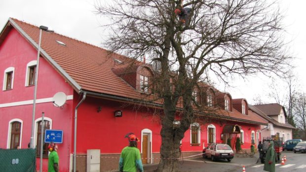 Jedinečnou moruši bílou prořezali ve Vikýřovicích u Šumperku odborníci