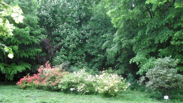 V květnu je arboretum nejkrásnější