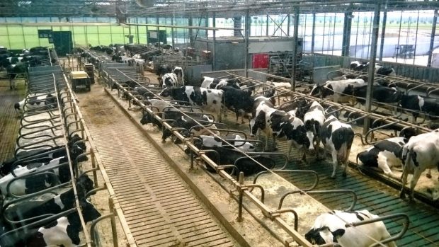 Kravín v nizozemském Lelystadu, kde dochází ke sběru trusu. Krávy zde navíc dojí i umývá automatický robot