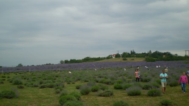 Levandulové plantáže v Tihany mají asi 20 hektarů. Akce &quot;nasbírej si sám&quot; má úspěch