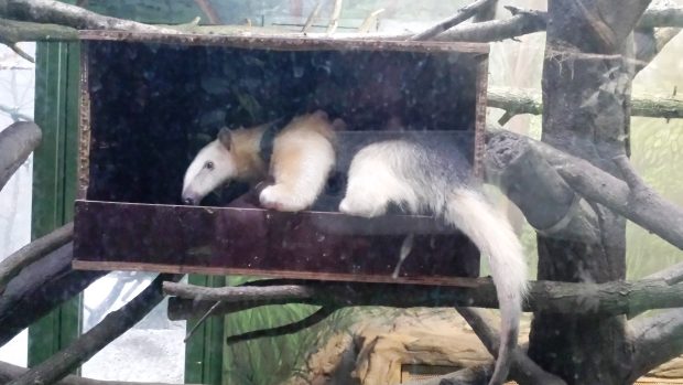 Mravenečník čtyřprstý - samice Tara v Zoo Olomouc