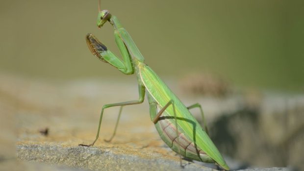 Kudlanka nábožná (Mantis religiosa)