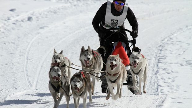 Psí spřežení, husky, mushing, musher