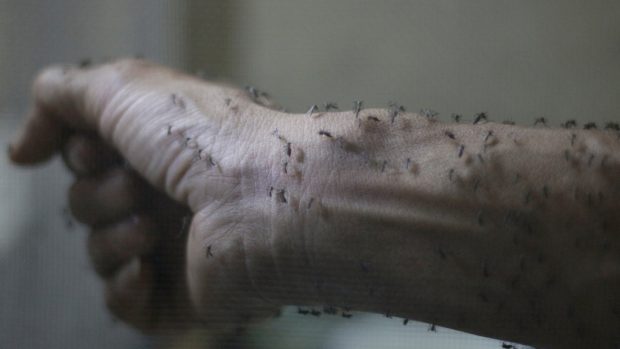 Virus přenášejí komáři druhu Aedes aegypti