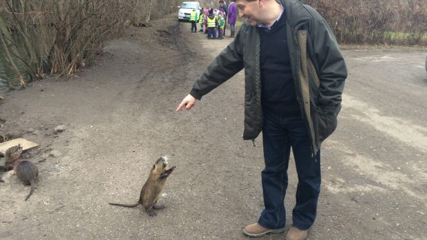 Nutrie na Mlýnské Cidlině v Novém Bydžově