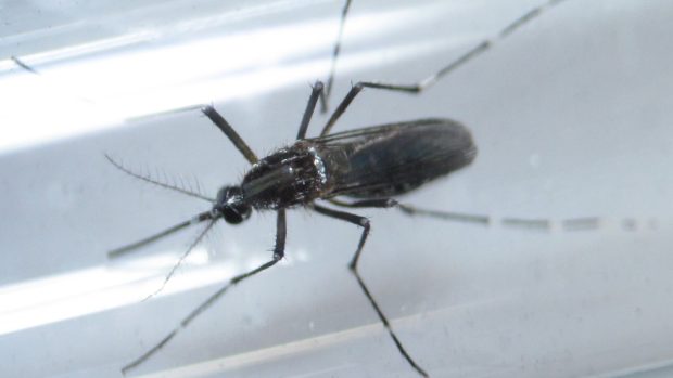 Komár druhu aedes aegypti, který může přenášet virus zika