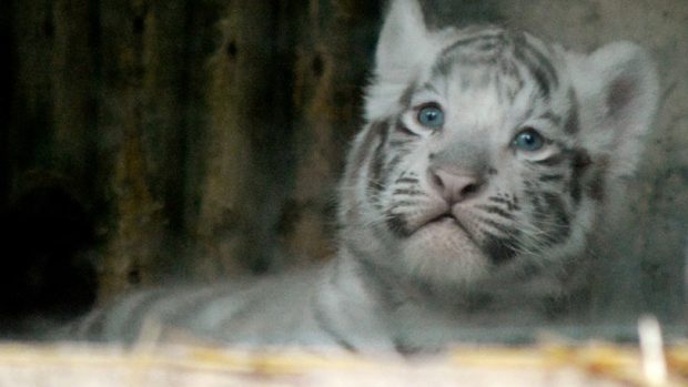 Mláďata bílého tygra ze Zoo Liberec