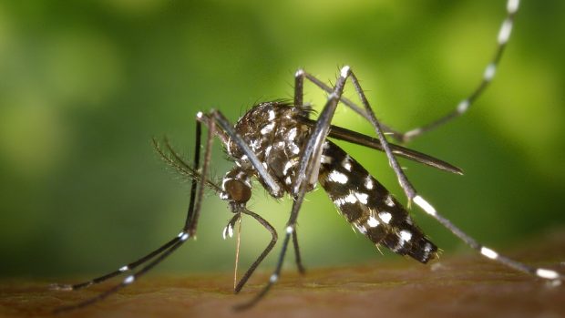 U komára tygrovaného hrozí riziko přenosu viru Zika nebo horečky dengue