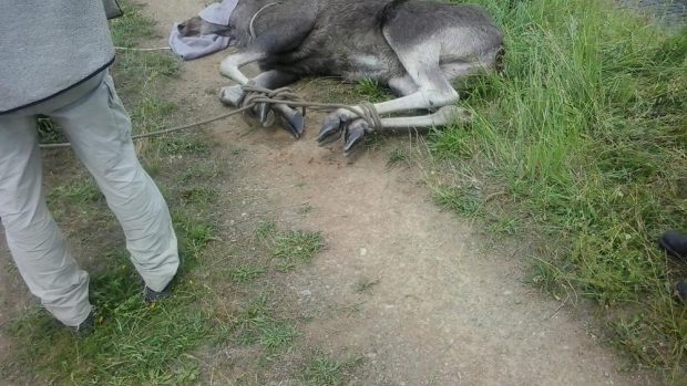 Samici losa odchytili policisté a veterináři až s pomocí uspávací střely z vrtulníku.