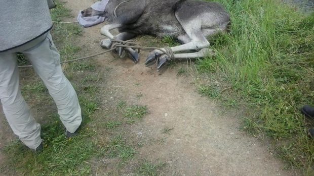 Samici losa odchytili veterináři a policisté až s pomocí vrtulníku.