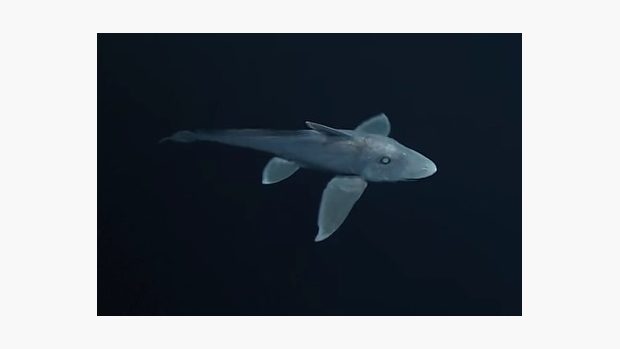 Chiméra Hydrolagus trolli