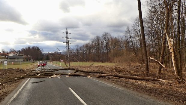 Padající strom poškodil elektrické vedení v Třanovicích