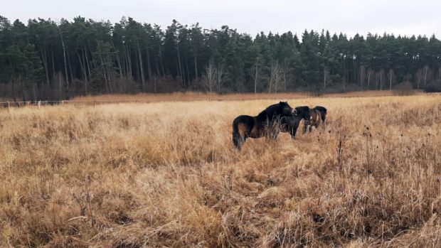 Exmoorský pony u Nýřan