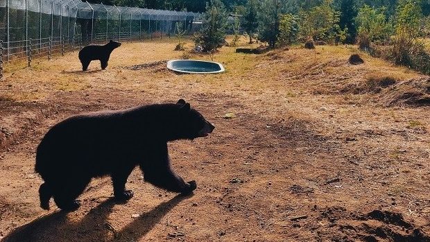 Medvědi Chandler a Joey v Zoo Tábor