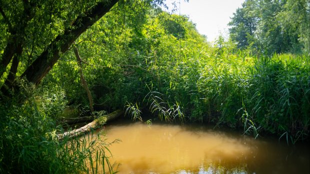 Ptačí park Josefovské louky je pravděpodobně největší projekt obnovy mokřadů u nás