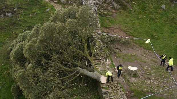 Slavný strom v hrabství Northumberland