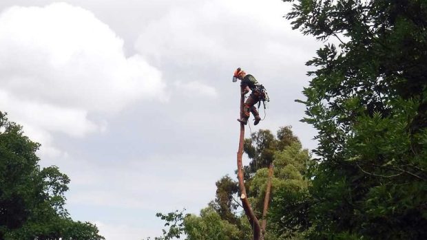 Poražený eukalyptus a glosa spisovatelky Ivy Pekárkové.