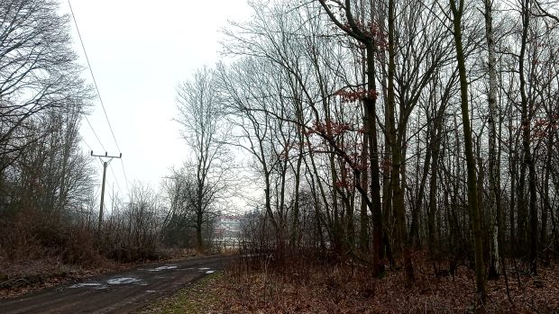 Panský les, označené stromy půjdou pryč, říká Jan Fiedler