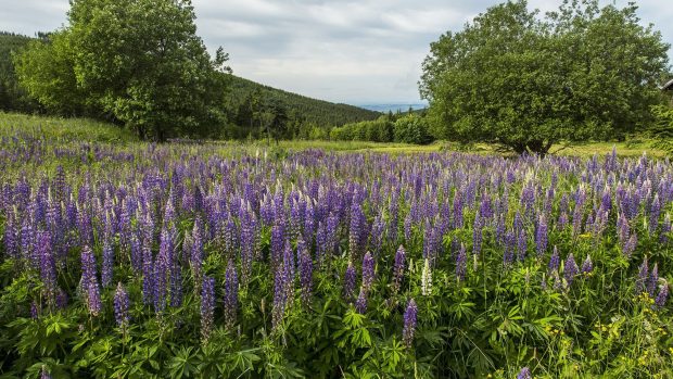 Lupina – krásná a nebezpečná