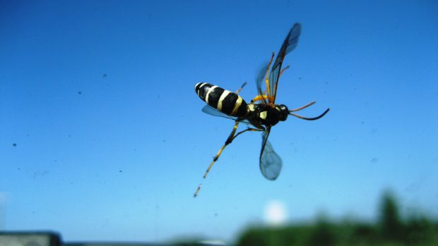 Počet hmyzu na čelních sklech aut slouží vědcům jako indikátor jeho počtu v přírodě