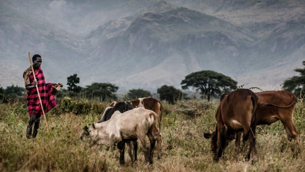 Bránit šíření nakažlivých nemocí na lidi se dá i tím, že se lidé budou lépe starat o dobytek v rozvojových zemích (Uganda)