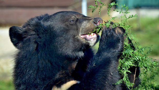 Medvěd ušatý v ZOO Chleby - medvědi ušatí, ač patří mezi šelmy, dávají ve svém jídelníčku přednost rostlinné složce před živočišnou