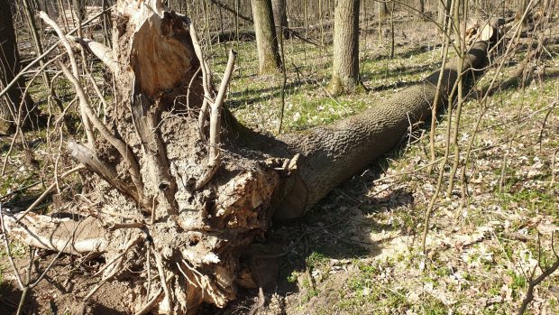 Jasan na Zlínsku napadený houbou Chalara fraxinea